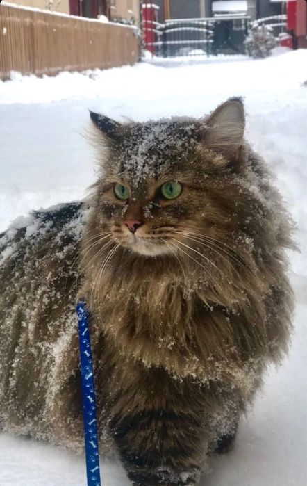 Отдам кота в хорошие руки