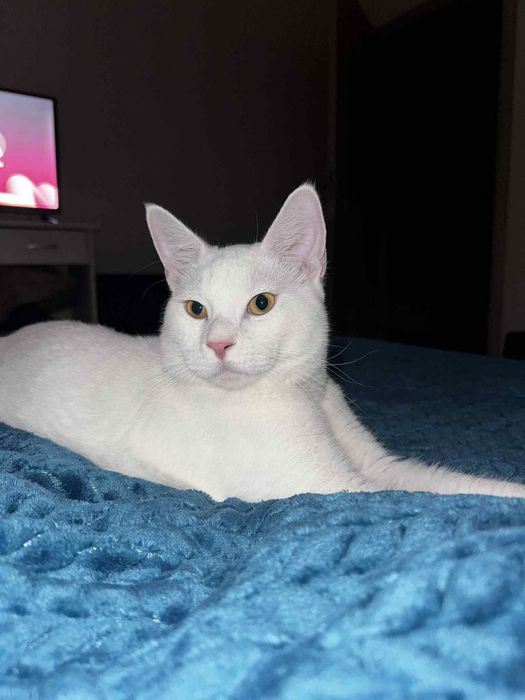 Дружелюбна котка си търси дом