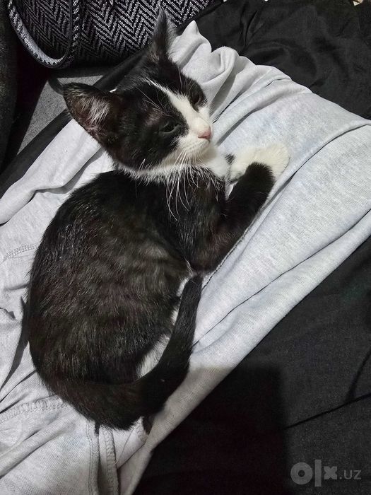 Отдам котенка даром