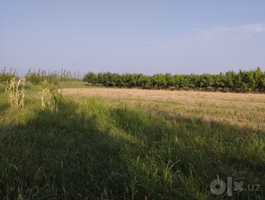 Фаргона Кува йулида БОГ СОТИЛАДИ