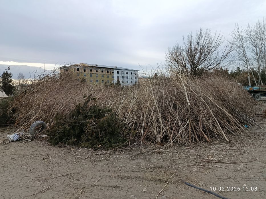 Ўтин сотилади (тут)