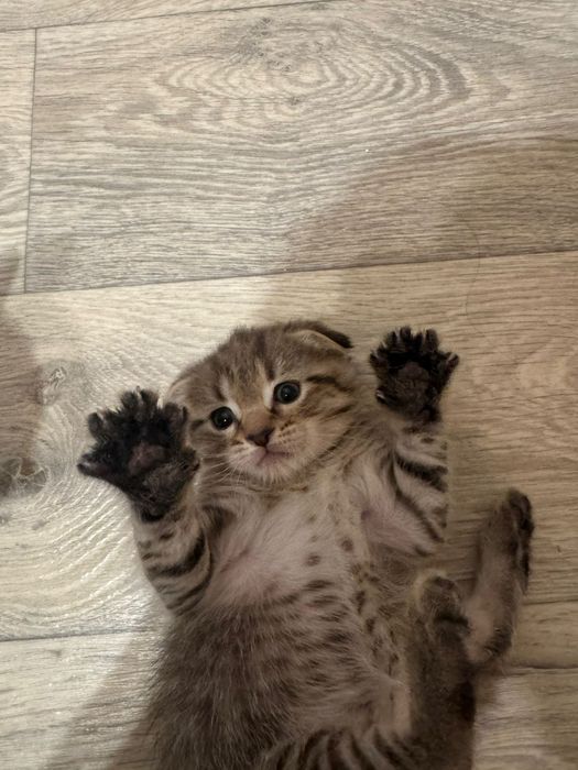 Скотиш фолд котята