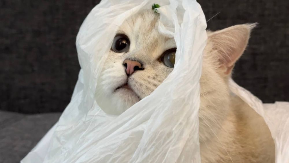 Британский кот для вязки