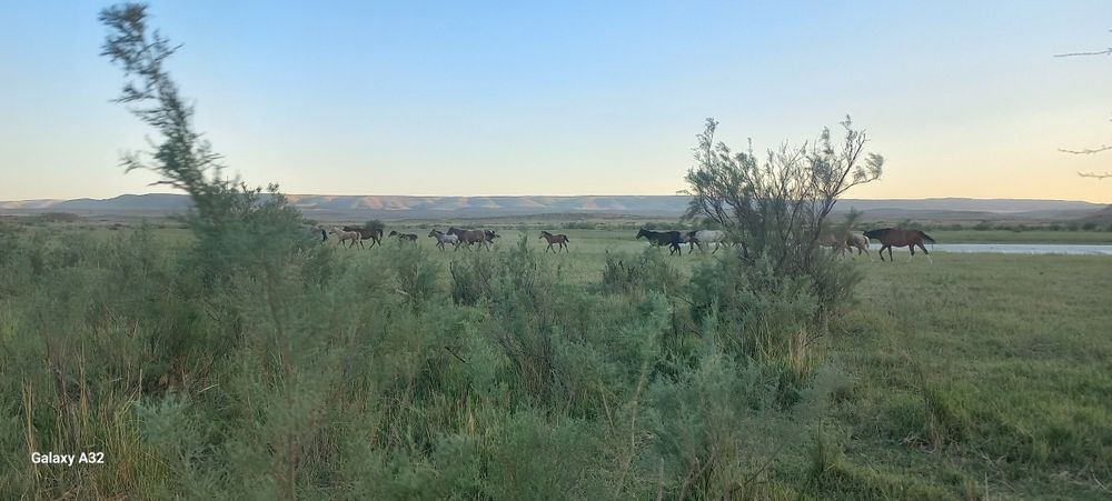 Фазенда сатылады