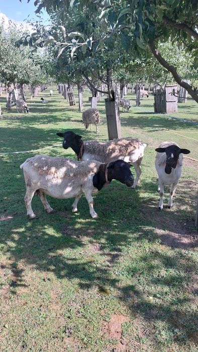 oi, mielute si berbeci dorper