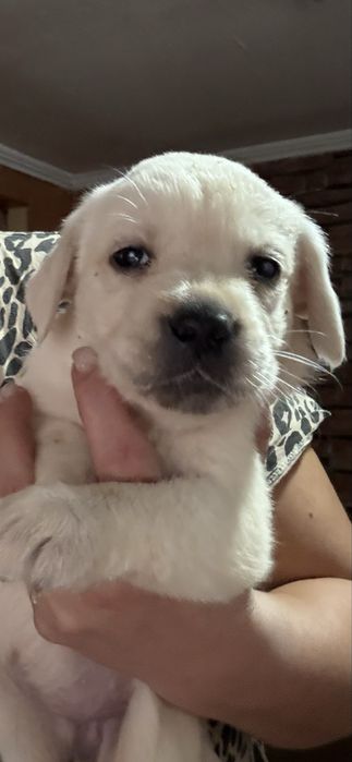 Femela labrador