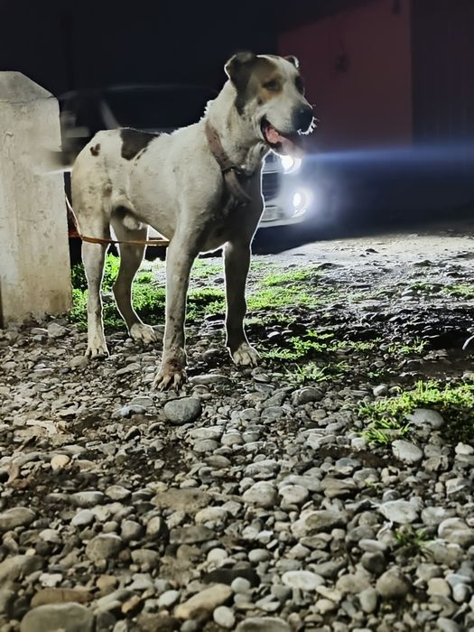 Malish. Sotuvda. Krasavcik