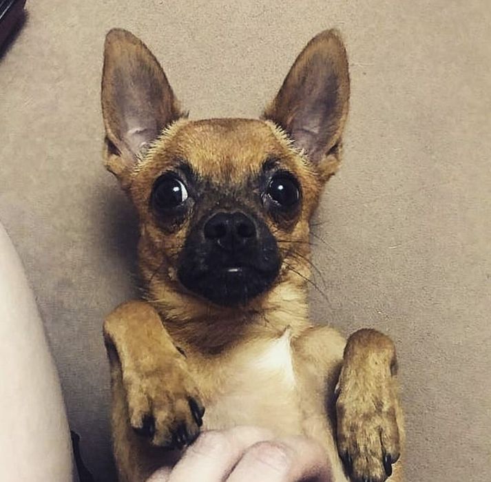 Ищем невесту  для  кобеля