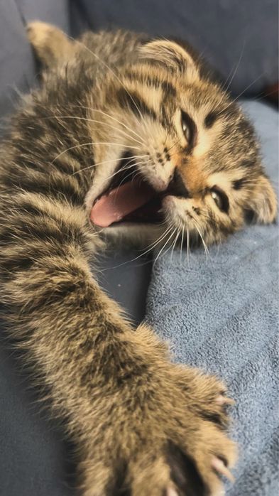 Вислоухий Скотиш Фолд котенок