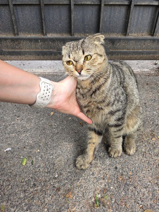 Отдам вислоухого котика