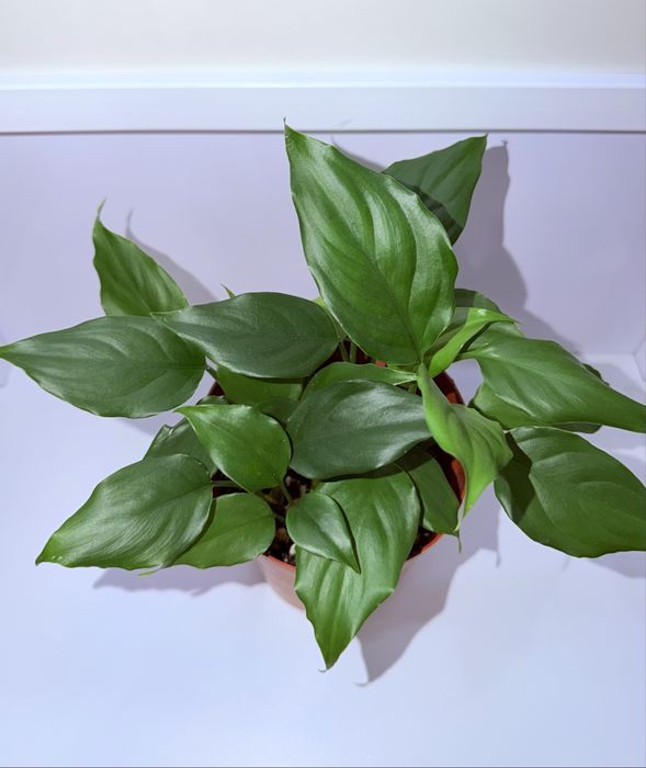 Аглаонема, комнатные растения, комнатные цветы