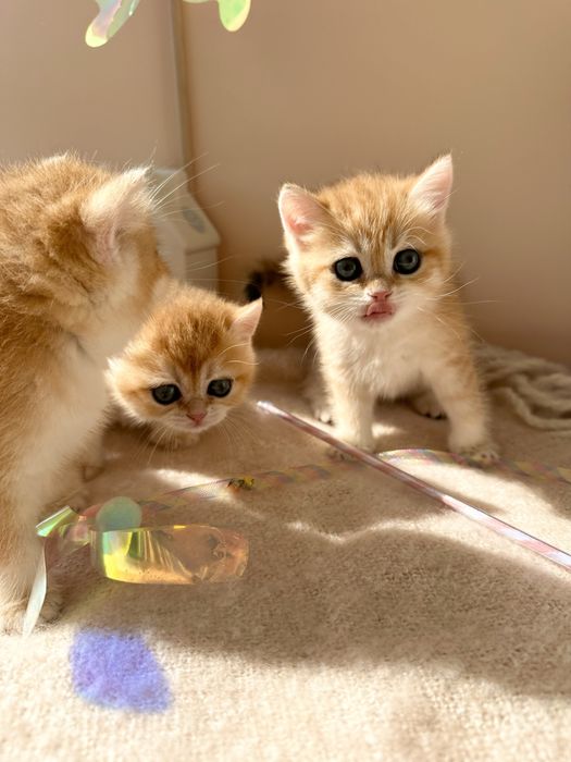 Британский котенок окрас Шиншилла