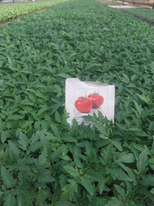 Кучатлар бор хар хил турдаги