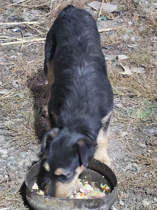 Ягдтерьер күшігі