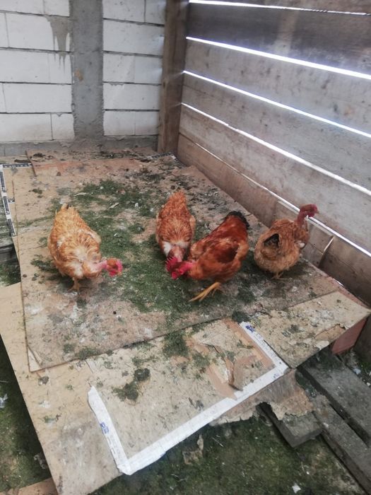Vand oua gaini de rasa golas de transilvania Mari (nu pitici) pentru incubator incubat oua de casa de gaina