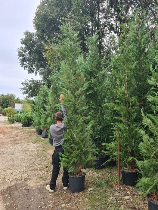 Super oferta leilandi 3m80 4 250 ron