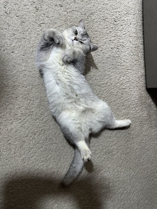 Продается котенок Британская серебристая шиншилла