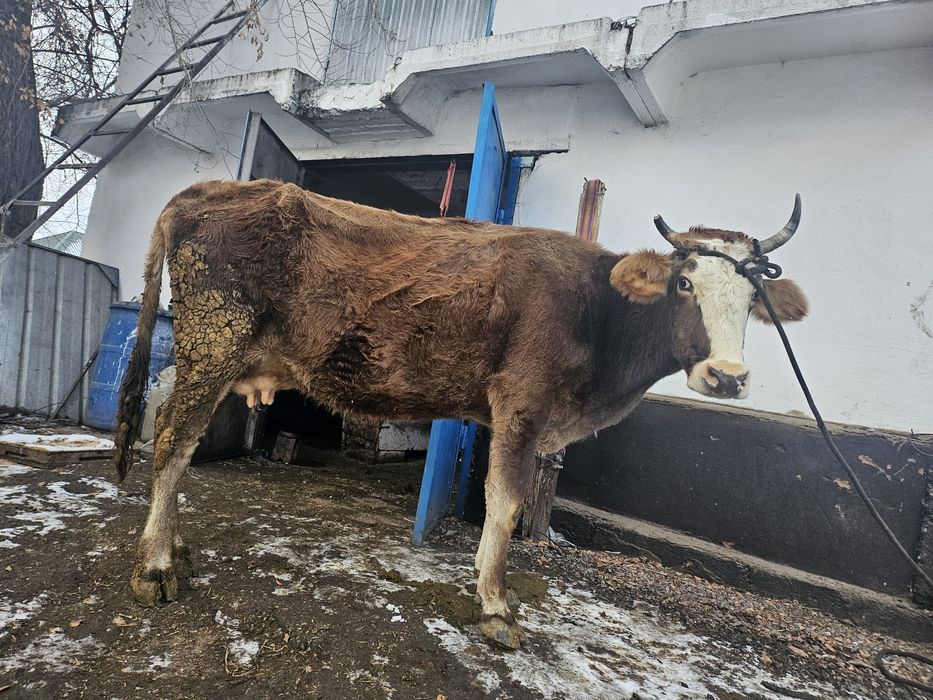 Продам корову стельная