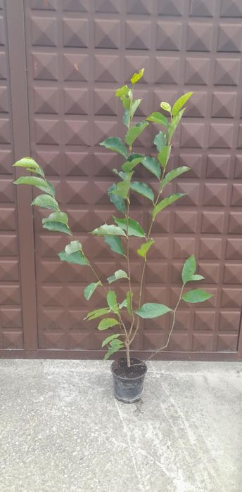 Магнолия Пинки (НОВО)/100-120см