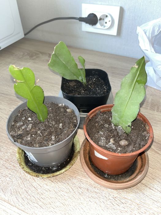 Обмен на другие цветы