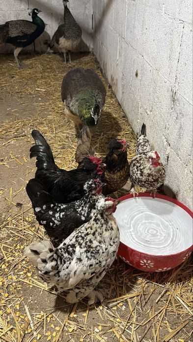 Карликовые бентамки куры