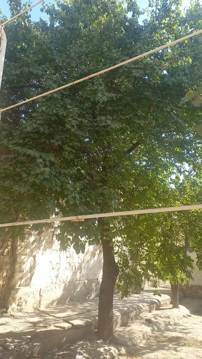 Daraxt sotiladi kesib opketishga