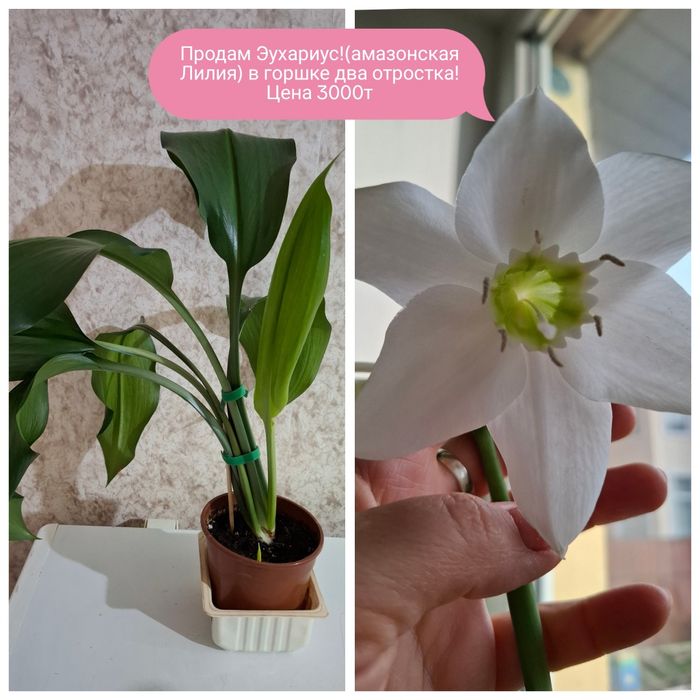 Продам Домашний цветок!