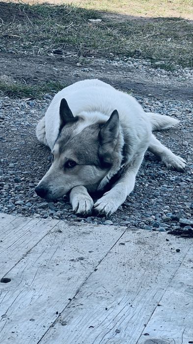 Лайка ургашы 2 жаска толмаган