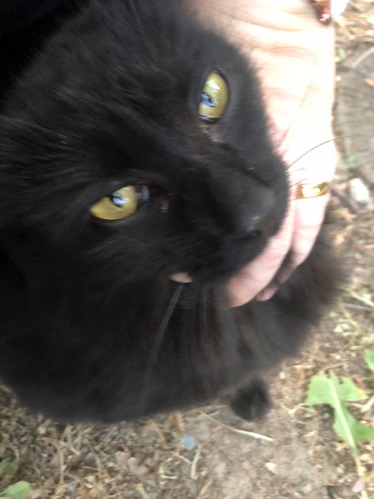 Найдена черная кошечка