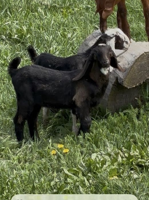 Англонубий тазақанды лақтар