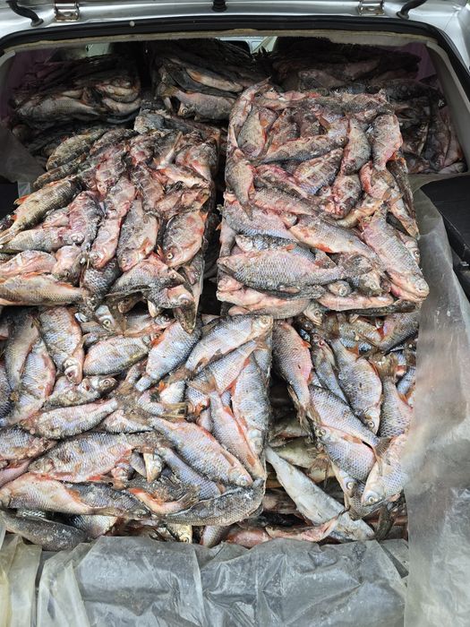 Чебак, плотва, сарога, ОПТОМ !!!