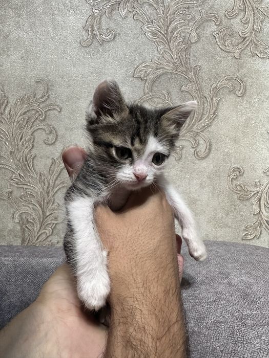 Отдам котят в хорошие руки