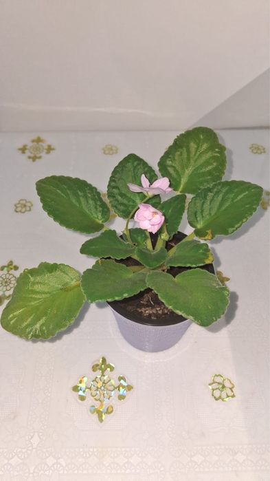 Фиалка цветущая в горшке