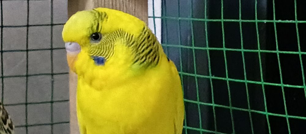 Volnistiy papugaylar