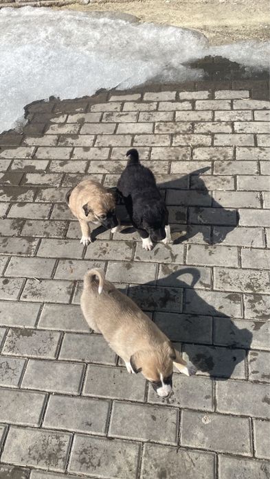 Собака тазы и ее щенки