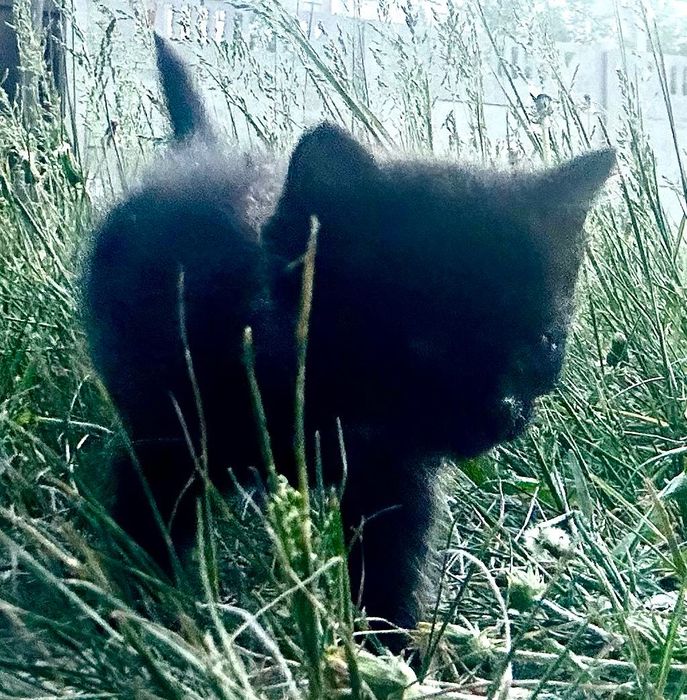 Котят Отдам в хорошие руки