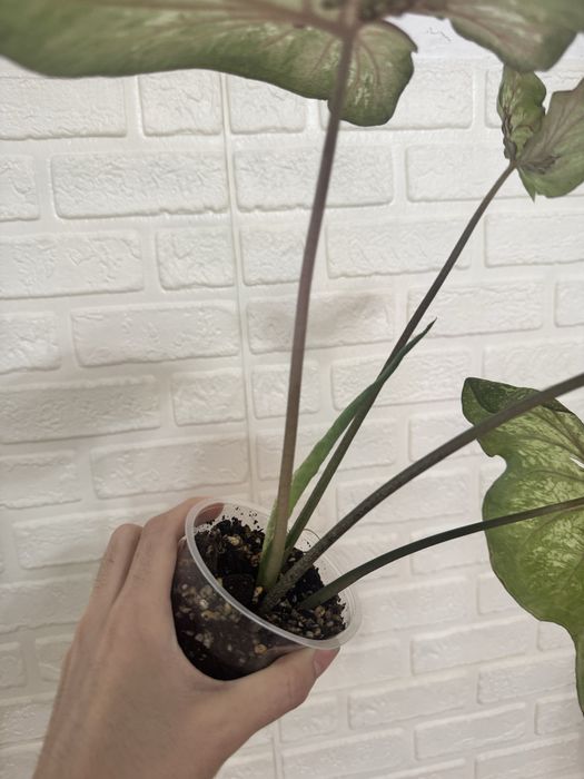 Каладиум scarlet flaim