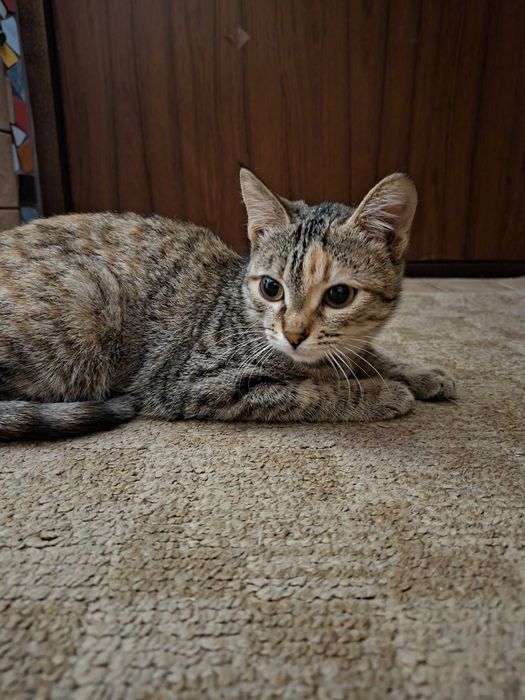 Отдам котёнка девочку