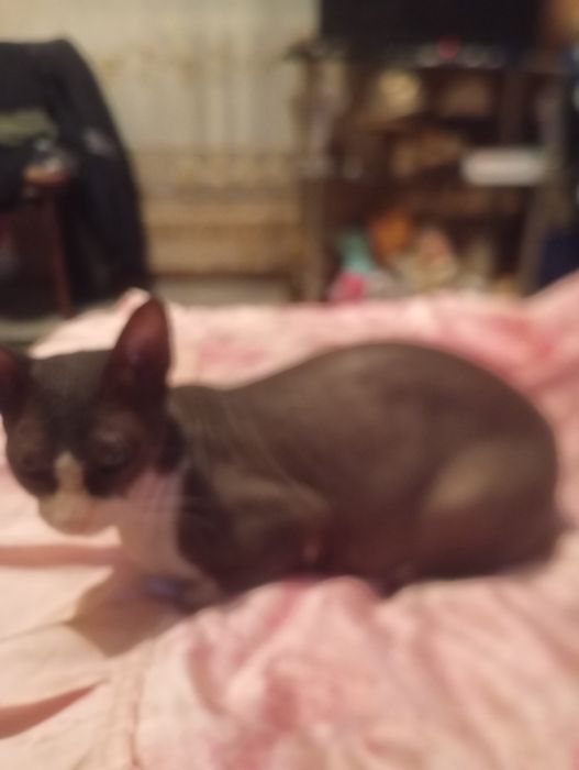 Сфинкс кошка  молодая