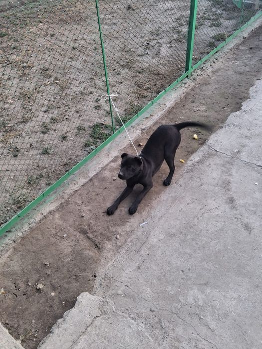 Сабака котята..олд