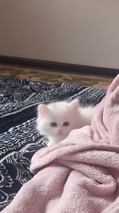 Здравствуйте продаются котята белинкие пушистые очень милые