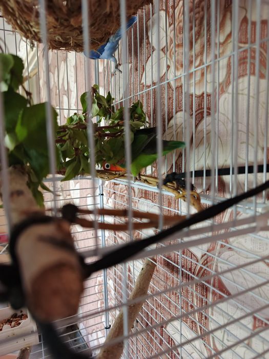 Пара неразлучников