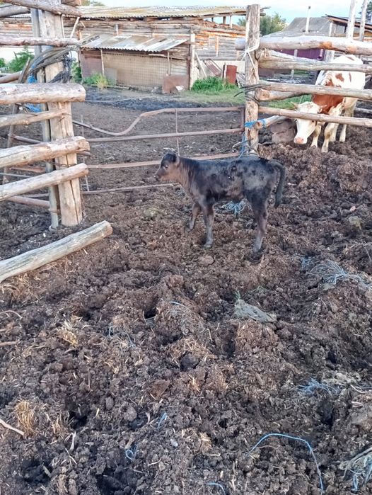 Продам корову с теленком