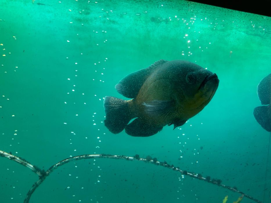 Аквариум учун балик