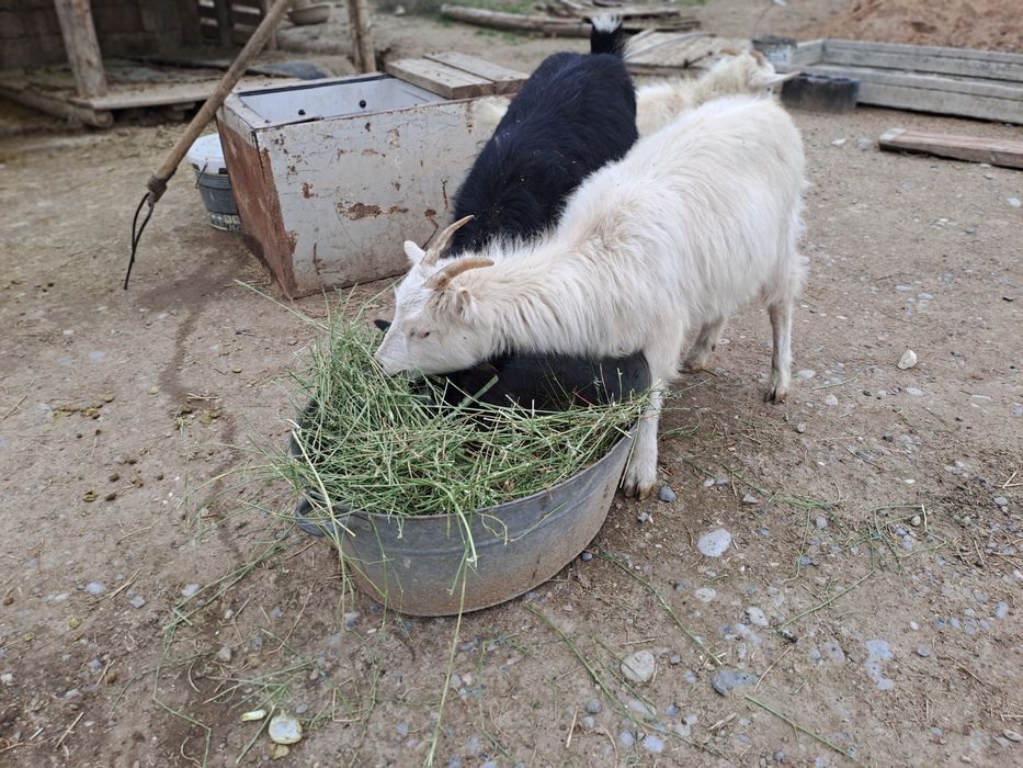 Лақ бар сатылатын