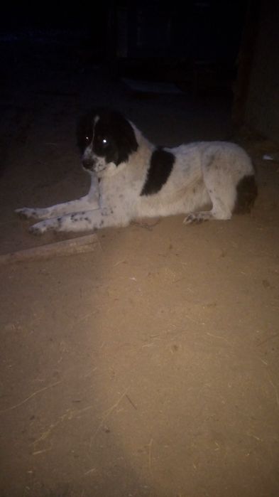 Schimb cățea Ciobanesc de 10 luni