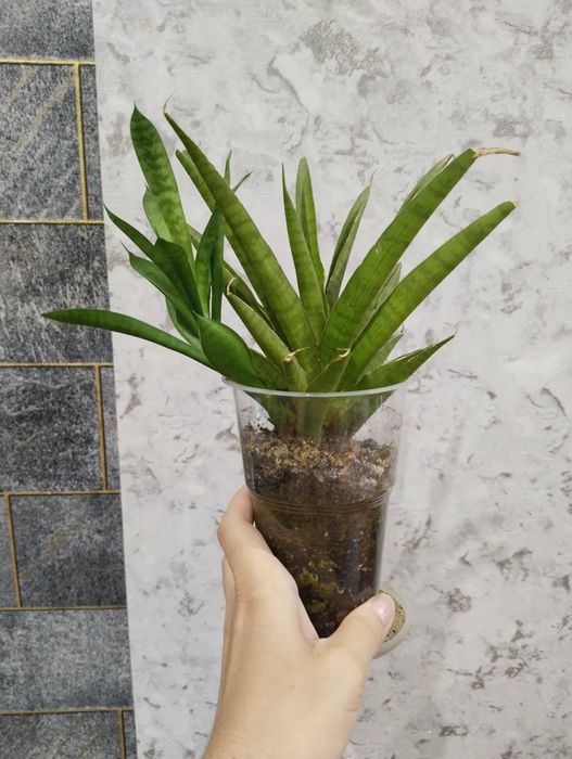 Продам сансевьерии