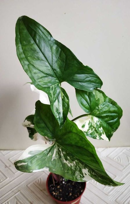 Молодой сингониум Альба ( вар )