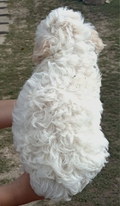 Spre adoptie catei bichon