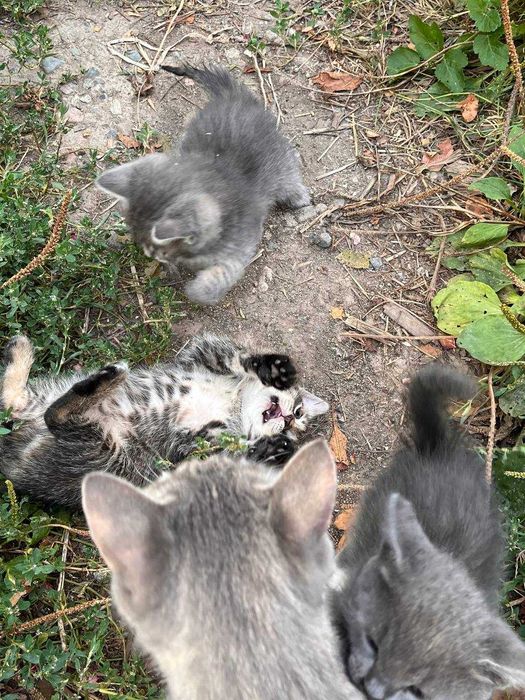 Отдам котенка в хорошие руки